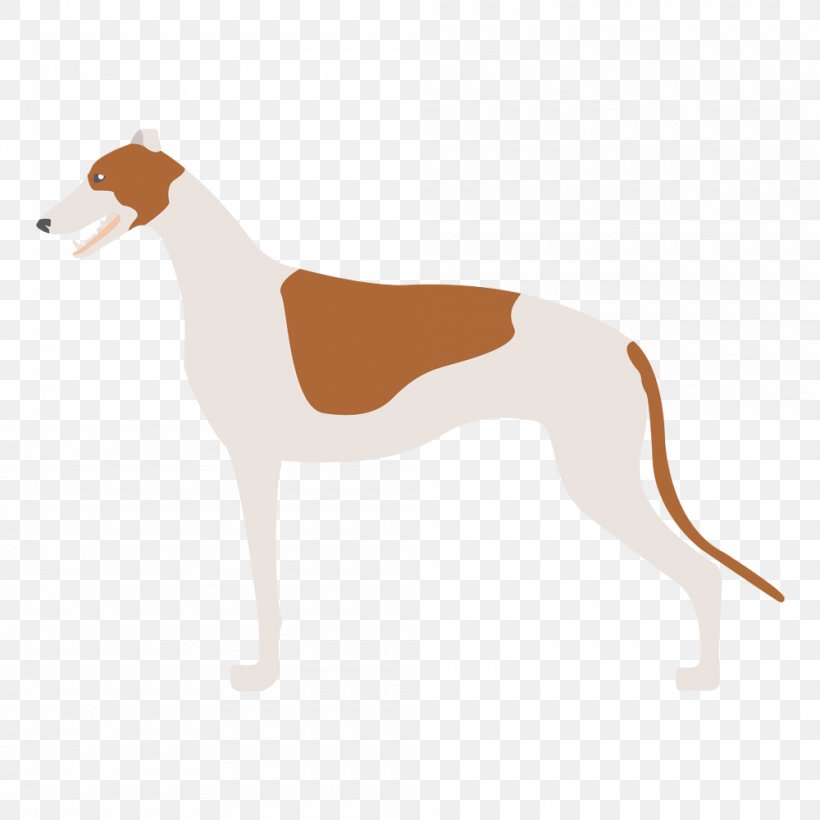 Italian Greyhound Spanish Greyhound Whippet Sloughi, PNG, 1000x1000px, Italian Greyhound, Animal Sports, Azawakh, Breed, Carnivoran Download Free