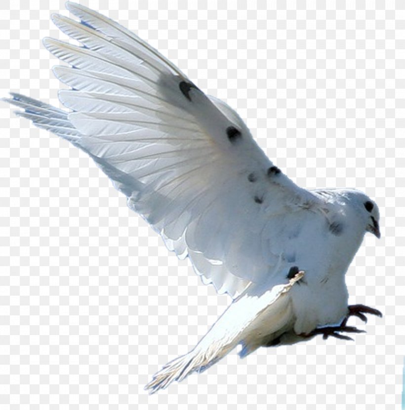 Bird Columbidae Rock Dove Feather, PNG, 861x874px, Bird, Beak, Colombe, Columbidae, Common Pet Parakeet Download Free