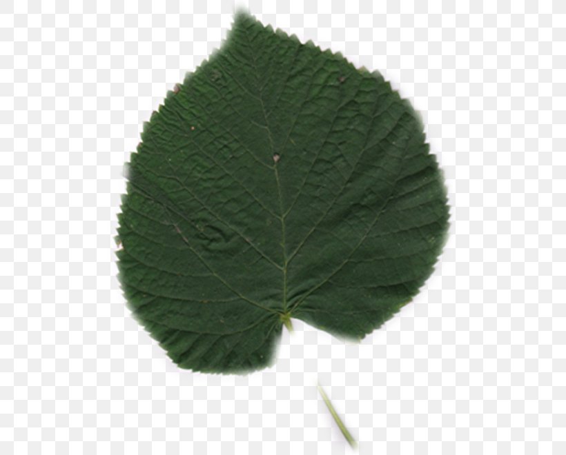 Leaf, PNG, 520x660px, Leaf, Grass, Green, Plant Download Free