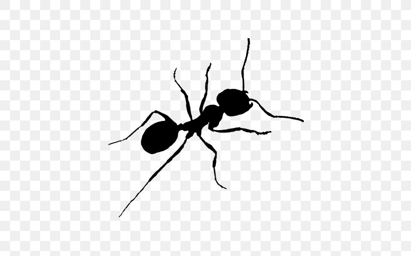 Ant Child T-shirt Clip Art, PNG, 510x510px, Ant, Animation, Ant Colony, Arthropod, Baby Toddler Onepieces Download Free