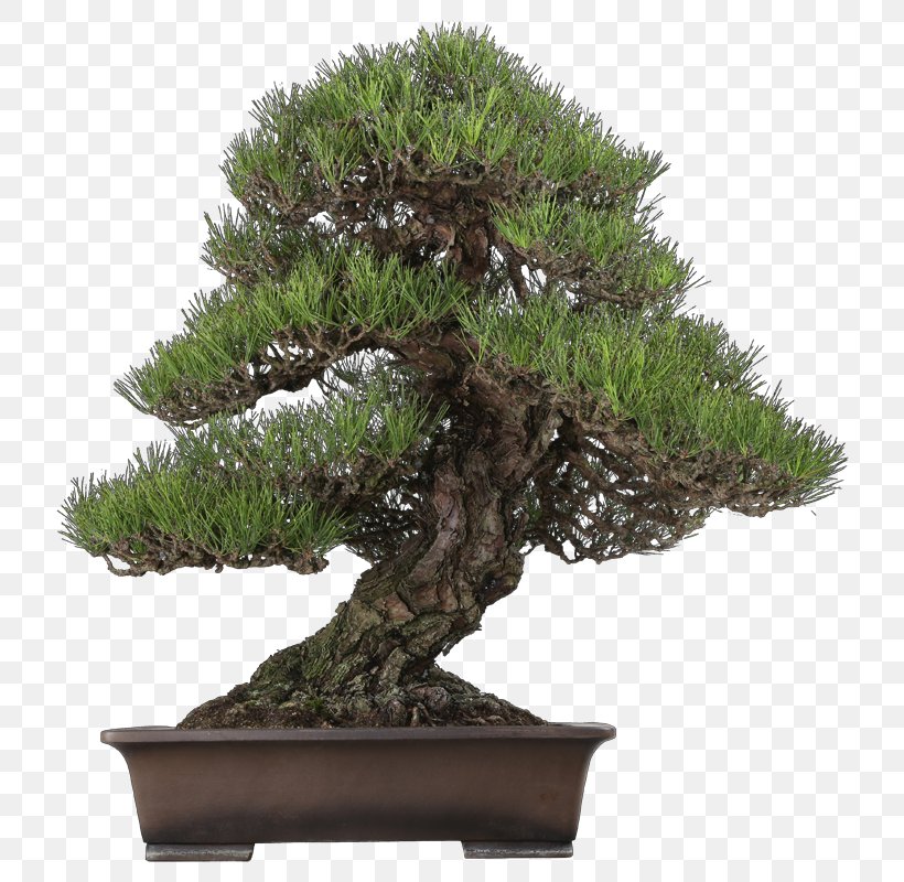 Chinese Sweet Plum Indoor Bonsai Tree Pinus Thunbergii, PNG, 800x800px, Chinese Sweet Plum, Azalea, Bonsai, Chinese Elm, Evergreen Download Free