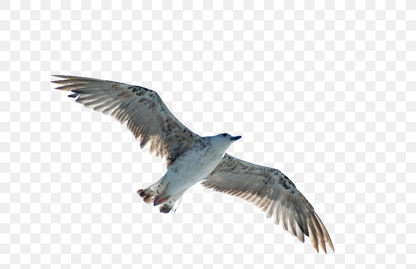 European Herring Gull Bird Buzzard, PNG, 800x530px, European Herring Gull, Accipitriformes, Beak, Binary File, Bird Download Free