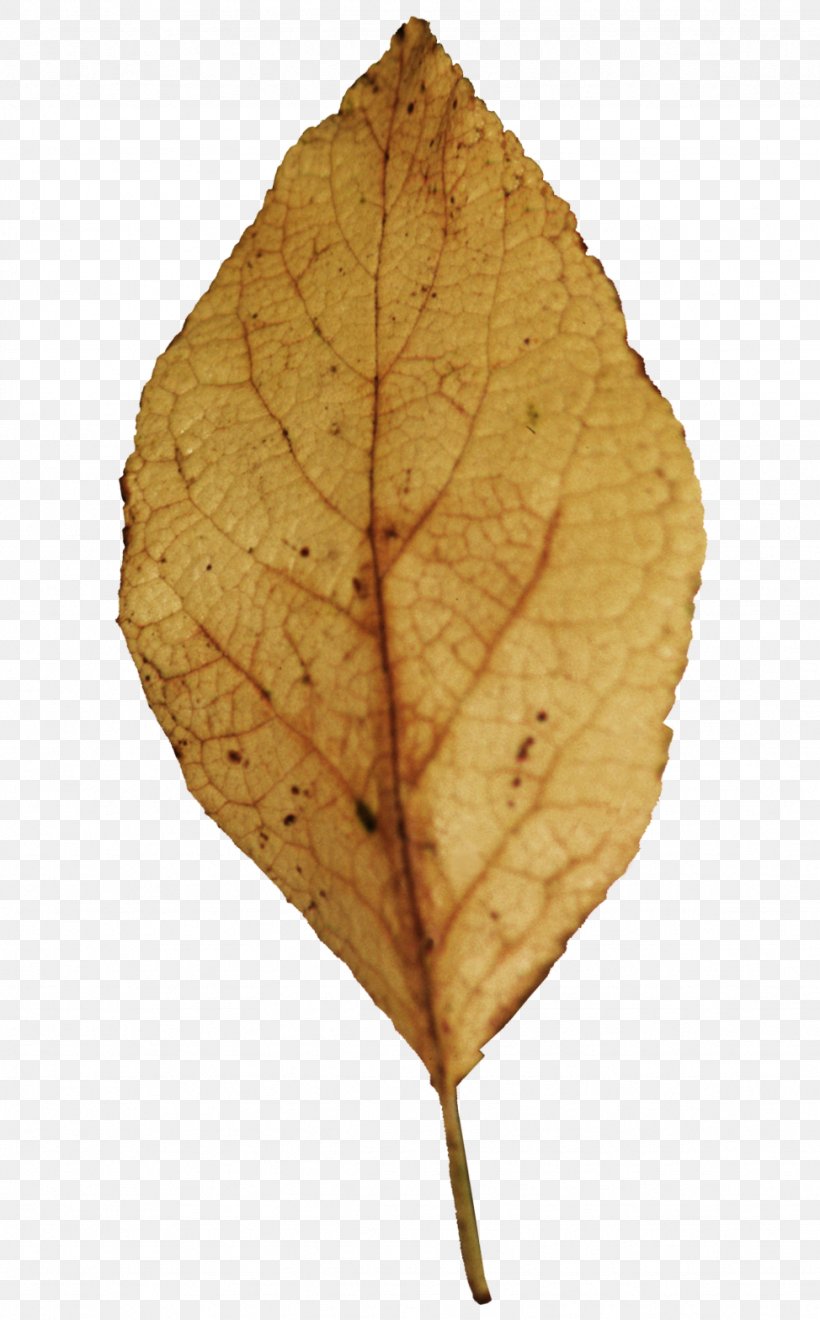 Leaf Tree Evergreen Spondias Purpurea, PNG, 974x1569px, Leaf, Autumn, Breadfruit, Copyright, Description Download Free