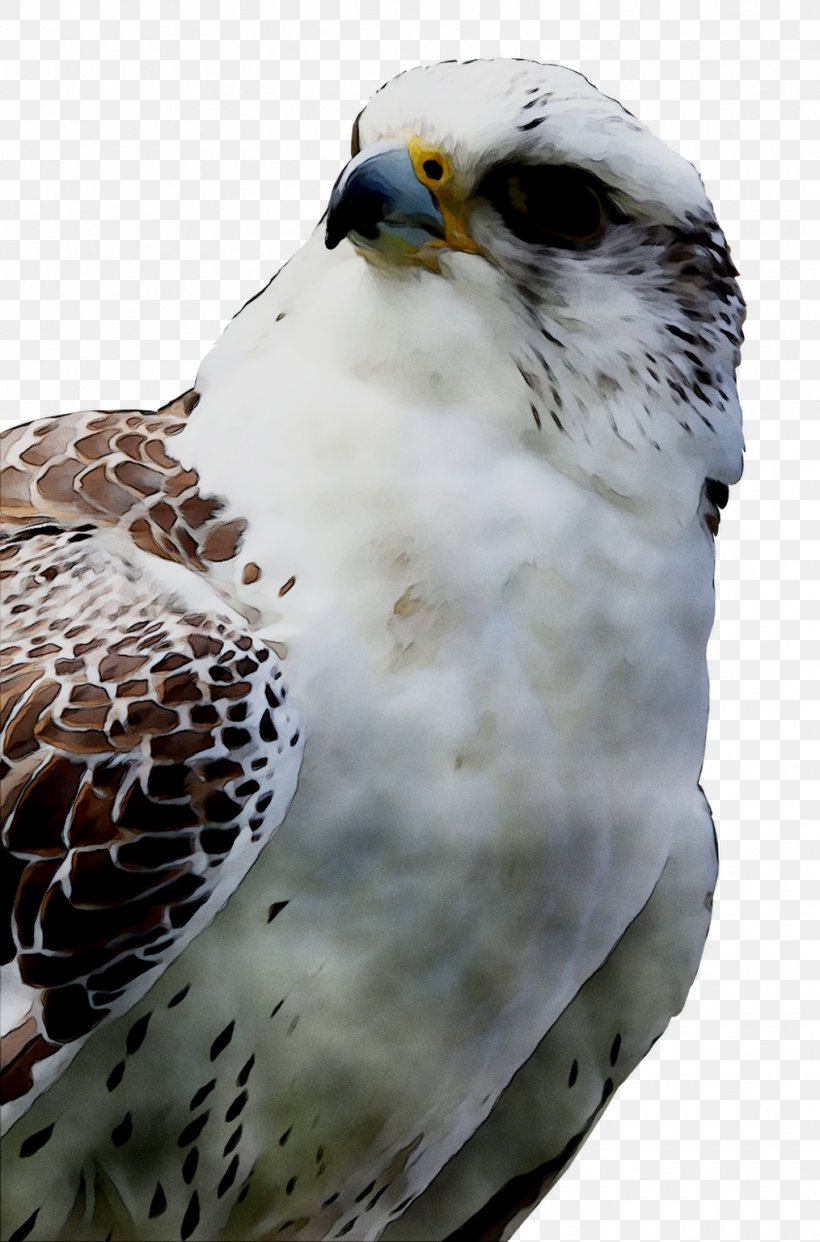 Owl Beak Fauna Hawk Feather, PNG, 1014x1536px, Owl, Accipitridae, Accipitriformes, Beak, Bird Download Free