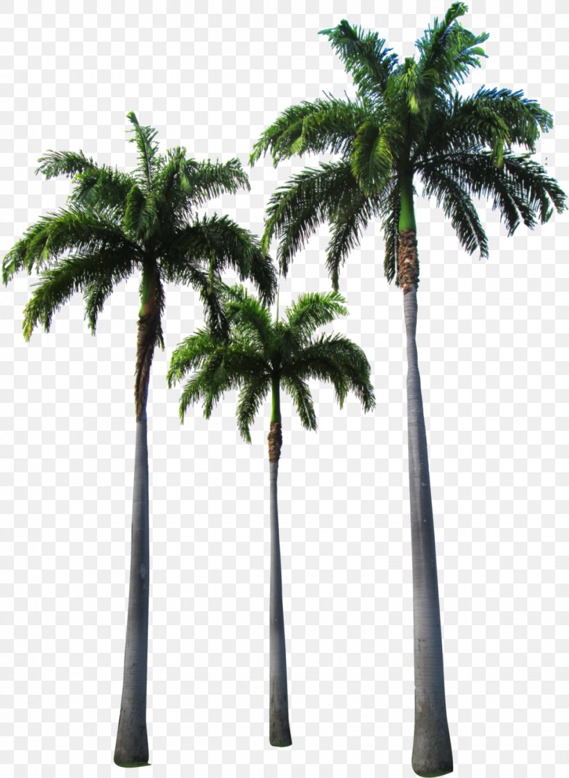 Palm Tree, PNG, 977x1335px, Tree, Arecales, Date Palm, Desert Palm, Elaeis Download Free