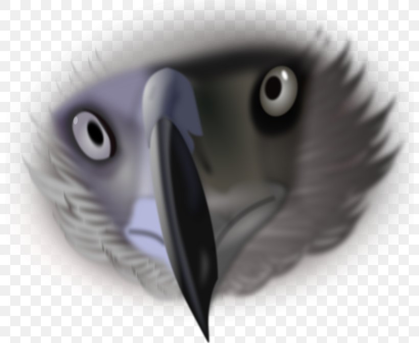 Bald Eagle Bird Beak Eye, PNG, 800x673px, Bald Eagle, Accipitriformes, Animal, Beak, Bird Download Free
