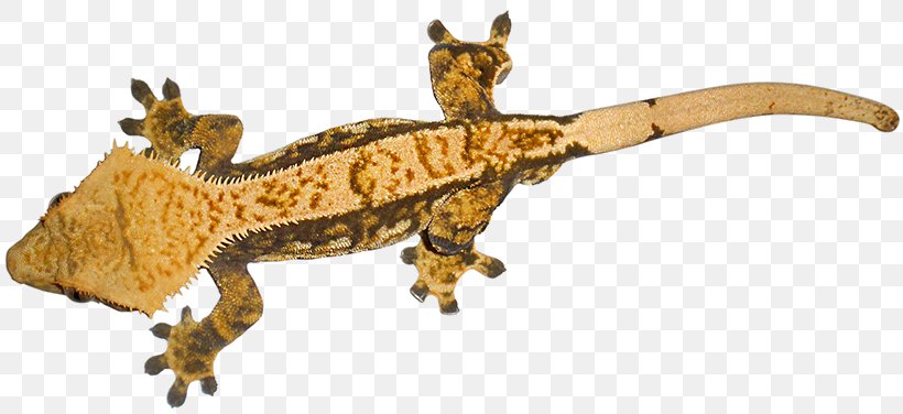 Crested Gecko Lizard Common Leopard Gecko, PNG, 818x376px, Gecko, Animal, Animal Figure, Common Leopard Gecko, Correlophus Download Free