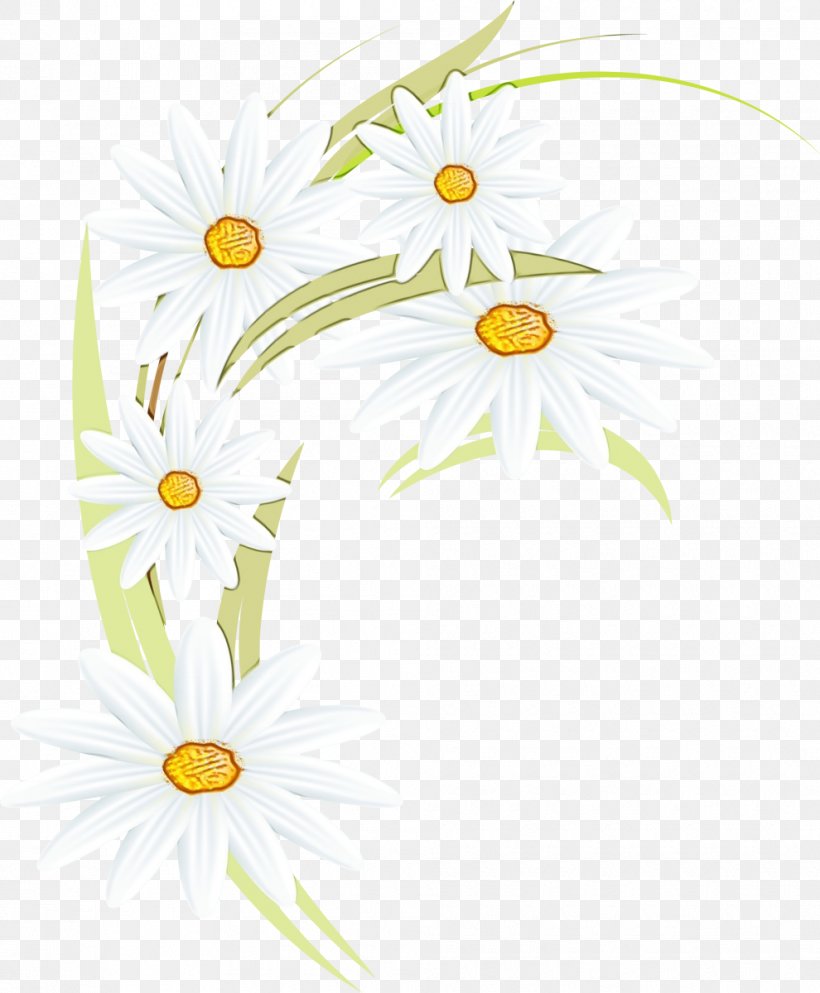 Floral Flower Background, PNG, 990x1200px, Oxeye Daisy, Aster, Camomile, Chamaemelum Nobile, Chamomile Download Free
