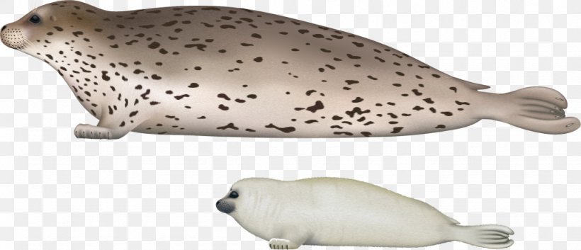 Harbor Seal Earless Seal Walrus Sea Lion Spotted Seal, PNG, 1024x441px, Harbor Seal, Animal Figure, Bearded Seal, Dolphin, Earless Seal Download Free