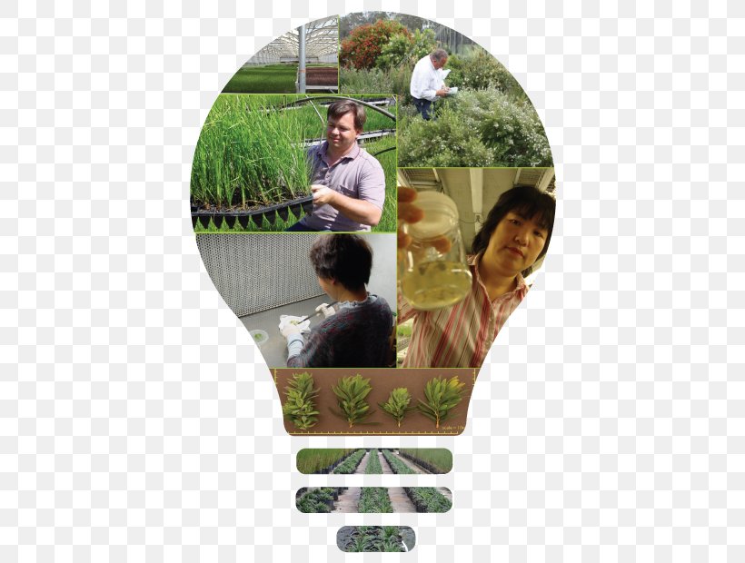Incandescent Light Bulb Human Behavior Flowerpot Incandescence, PNG, 420x620px, Incandescent Light Bulb, Behavior, Breed, Company, Flowerpot Download Free