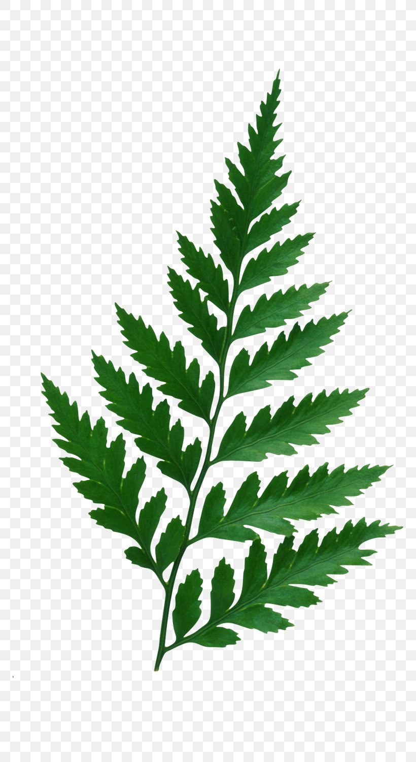 Leaf Plant Albom Clip Art, PNG, 770x1500px, Leaf, Albom, Branch, Fern, Ferns And Horsetails Download Free