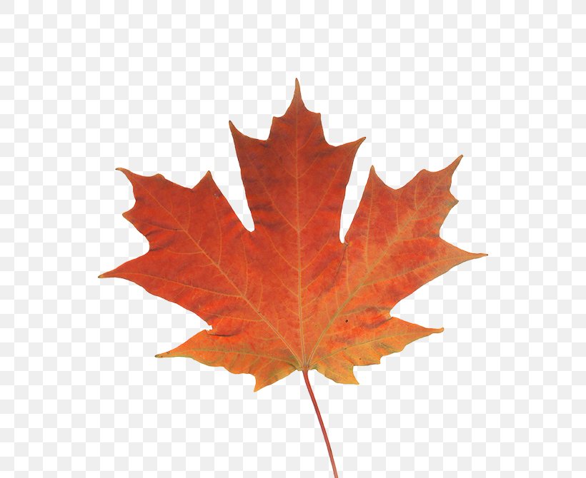 Maple Leaf Autumn Leaf Color Canada, PNG, 550x670px, Maple Leaf, Autumn, Autumn Leaf Color, Canada, Flag Of Canada Download Free