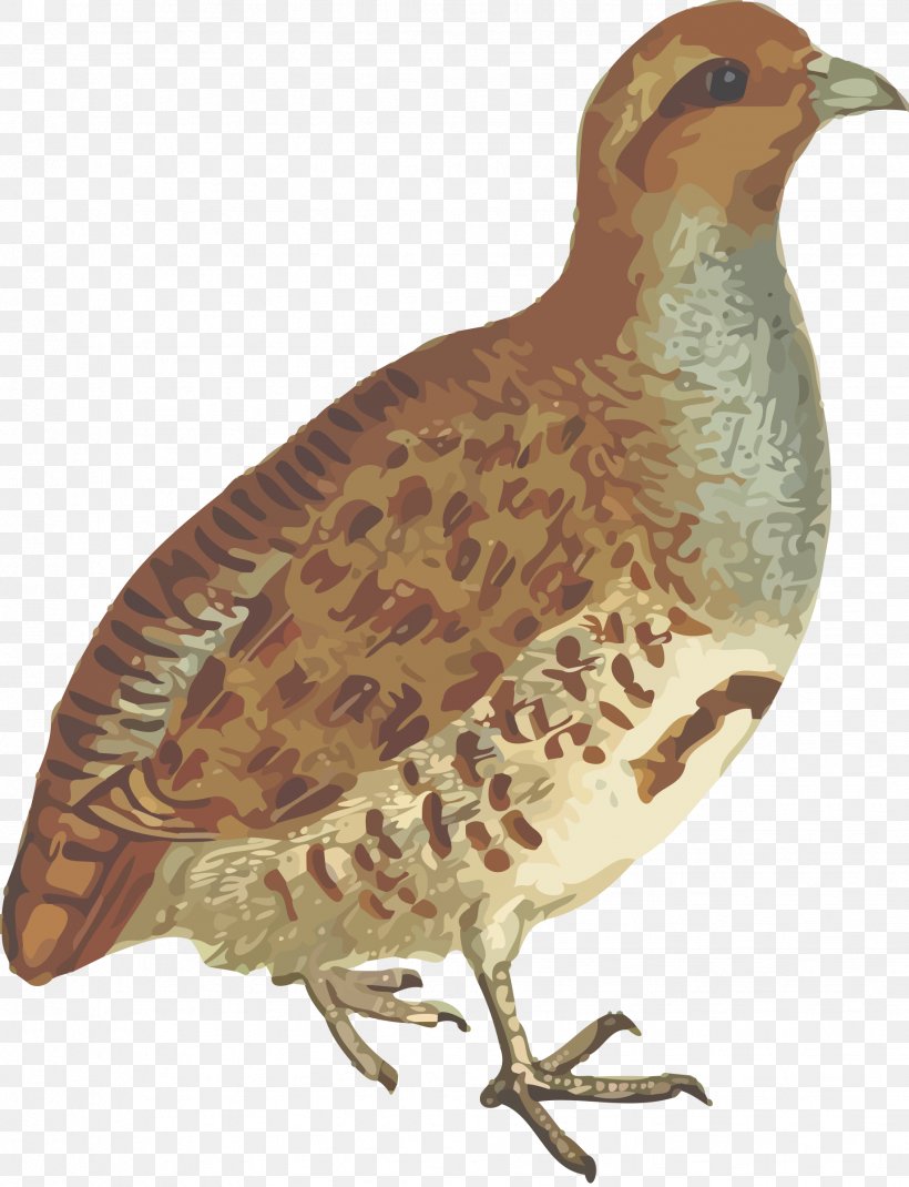 Bird Quail Partridge Clip Art, PNG, 1839x2400px, Bird, Beak, Fauna, Feather, Galliformes Download Free