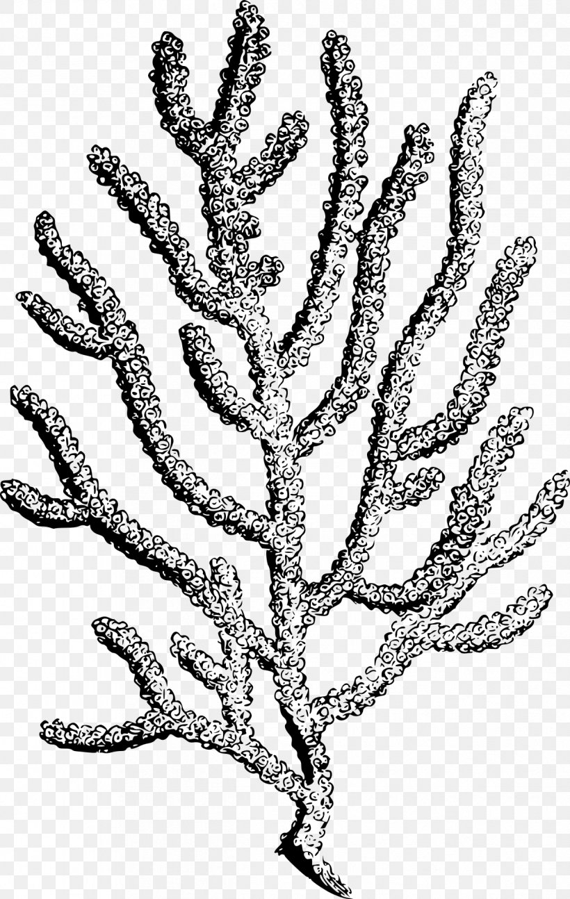 Coral Reef Clip Art, PNG, 1216x1920px, Coral Reef, Alcyonacea, Anthozoa, Black And White, Black Coral Download Free