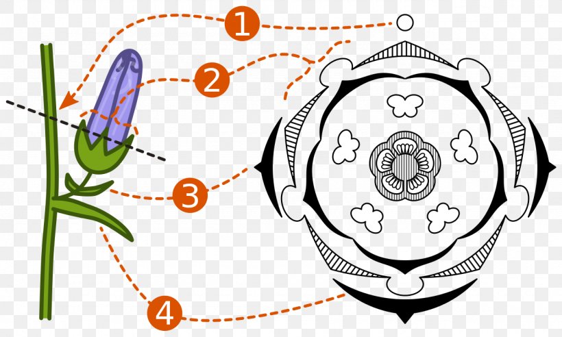 Floral Diagram Floral Formula Flower Plant Reproduction, PNG, 1280x769px, Watercolor, Cartoon, Flower, Frame, Heart Download Free