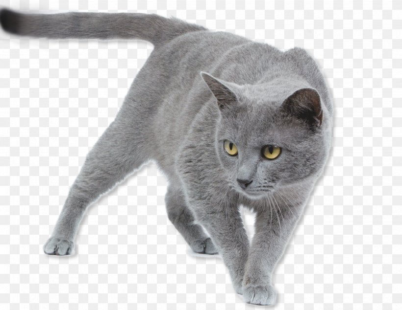British Shorthair Chartreux - 81021+ Nama Untuk Kucing Comel, Lucu dan Unik