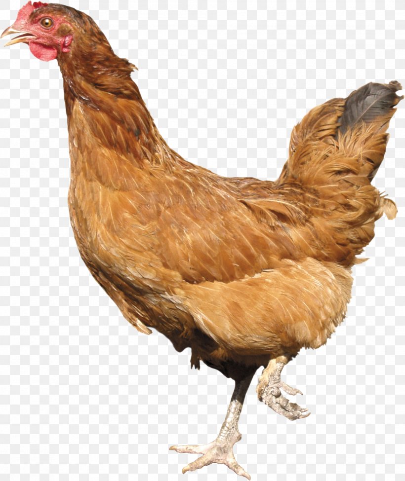 Plymouth Rock Chicken Cornish Chicken Leghorn Chicken Rhode Island Red Kadaknath, PNG, 1910x2272px, Leghorn Chicken, Beak, Bird, Chicken, Chicken Meat Download Free