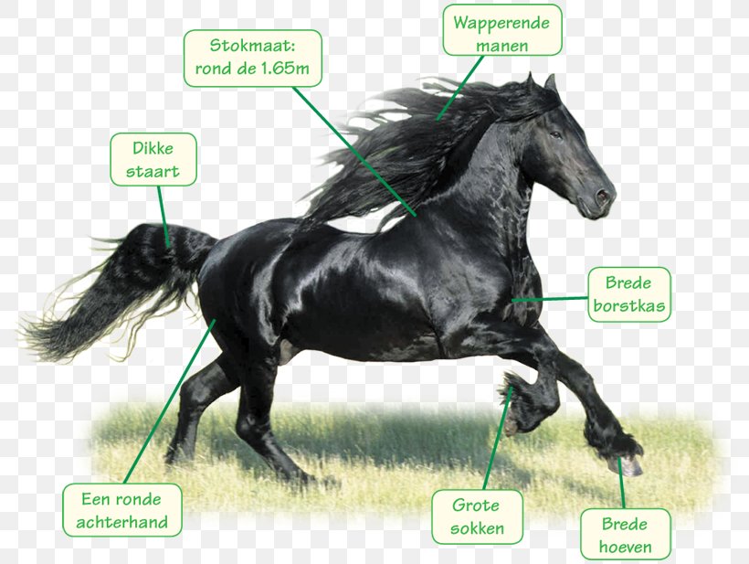 Stallion Friesian Horse Mustang Arabian Horse Bridle, PNG, 800x617px, Stallion, Arabian Horse, Barding, Bit, Bridle Download Free