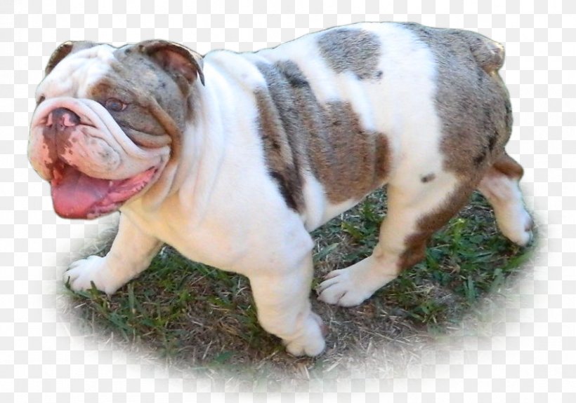 blue merle olde english bulldog for sale