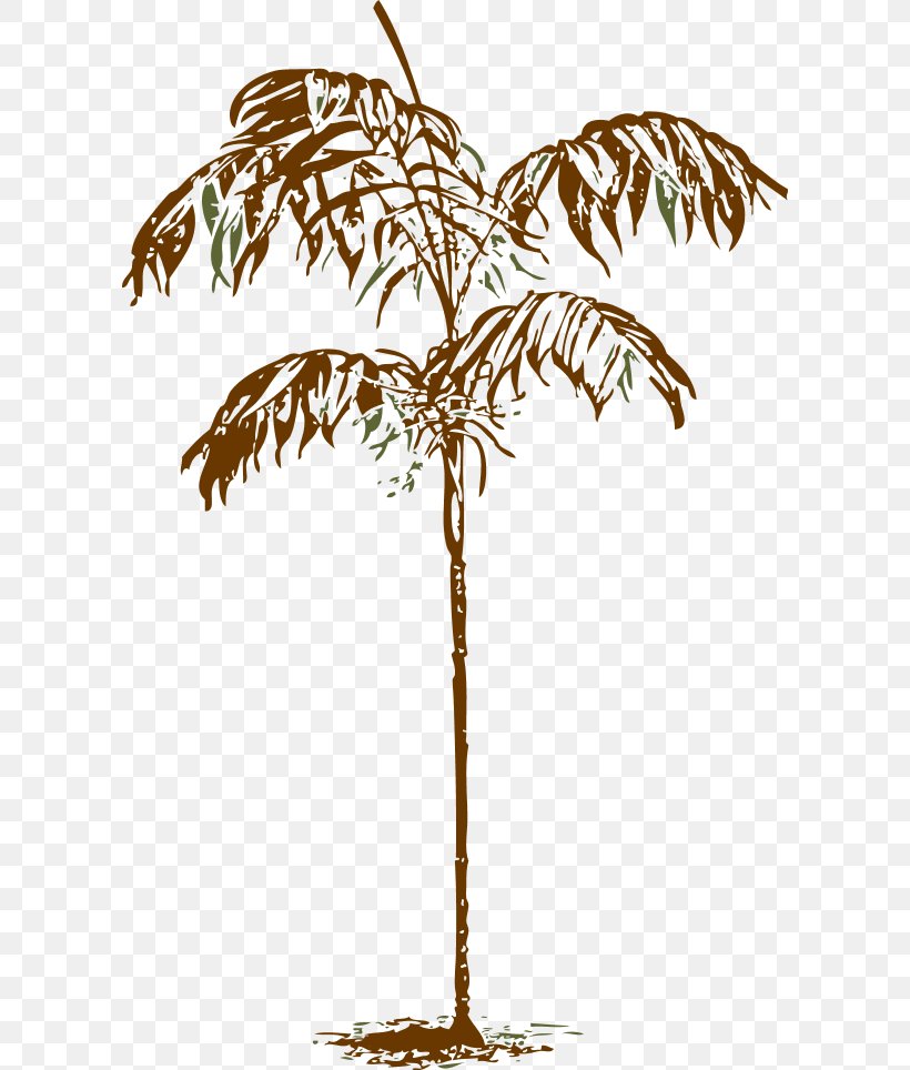 Arecaceae Drawing Clip Art, PNG, 600x964px, Arecaceae, Arecales, Branch, Date Palm, Drawing Download Free