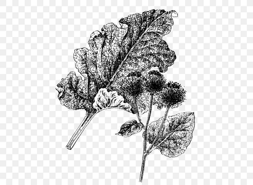 Greater Burdock Flowering Plant Leaf Medicinal Plants, PNG, 484x600px, Greater Burdock, Biology, Black And White, Branch, Burdock Download Free