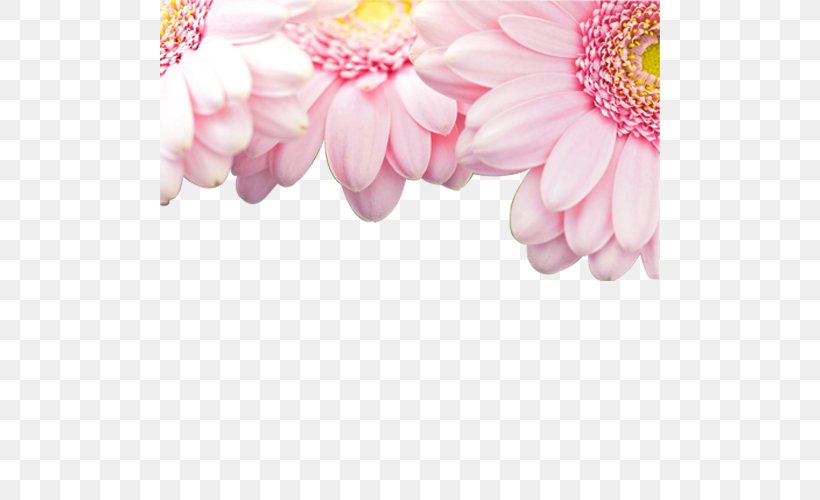 Light Pink Flowers Rose Wallpaper, PNG, 500x500px, Light, Blossom,  Chrysanths, Color, Dahlia Download Free