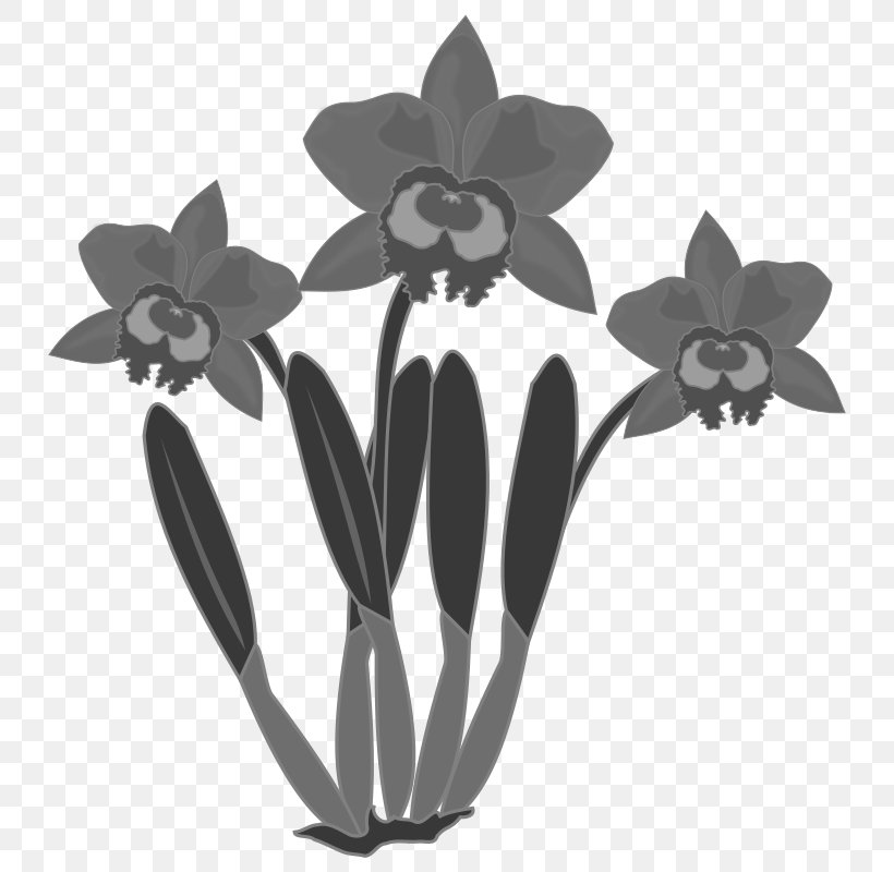 Orchids Clip Art, PNG, 800x800px, Orchids, Black And White, Cattleya Orchids, Color, Flora Download Free