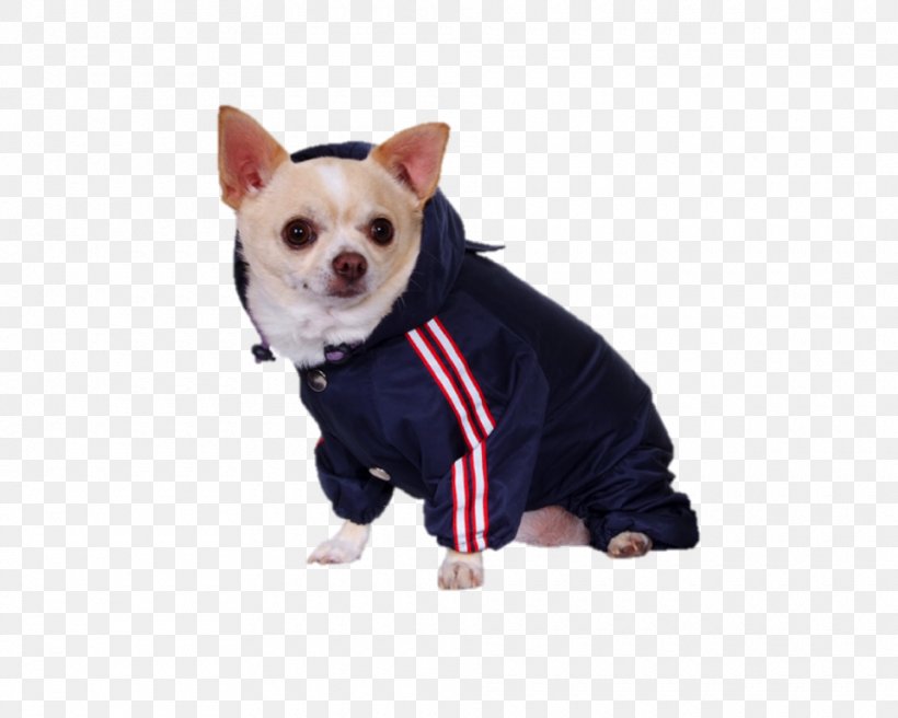 Dog Breed Chihuahua Puppy Companion Dog Snout, PNG, 960x768px, Dog Breed, Breed, Carnivoran, Chihuahua, Clothing Download Free