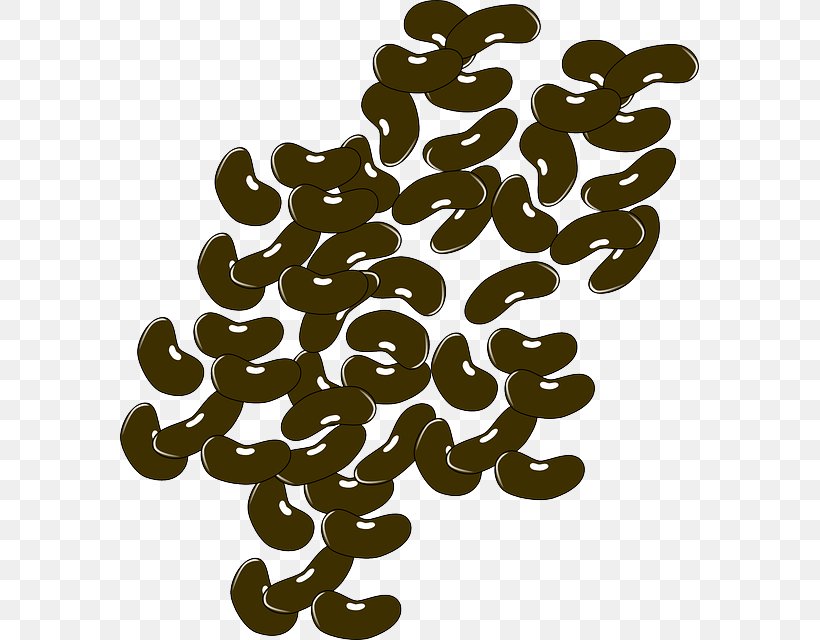 Kidney Bean Green Bean Legume Clip Art, PNG, 579x640px, Bean, Black Turtle Bean, Coffee Bean, Common Bean, Green Bean Download Free