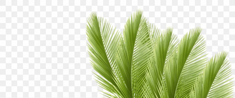 Leaf Arecaceae Palm Branch Coconut Water, PNG, 1650x688px, Leaf, Arecaceae, Coconut, Coconut Water, Date Palm Download Free