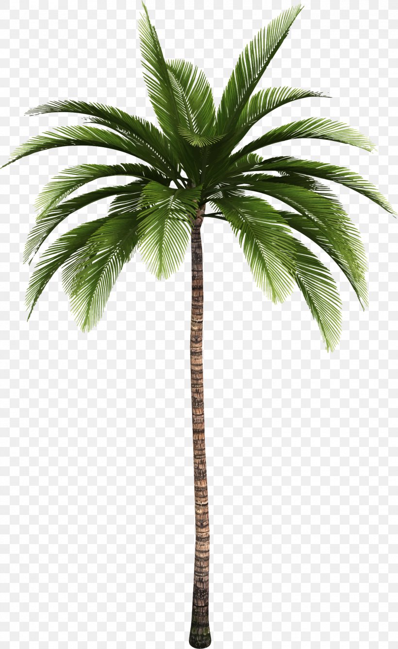 Palm Trees Clip Art Openclipart Leaf Plants, PNG, 1452x2367px, Palm ...
