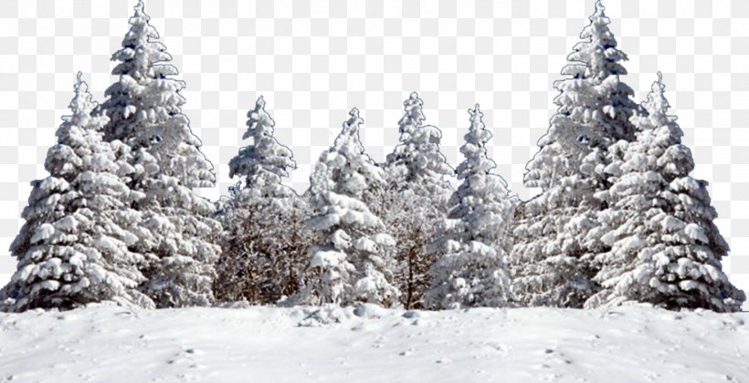 Tree Fir Spruce Snow, PNG, 1473x755px, Tree, Branch, Christmas Decoration, Christmas Tree, Conifer Download Free