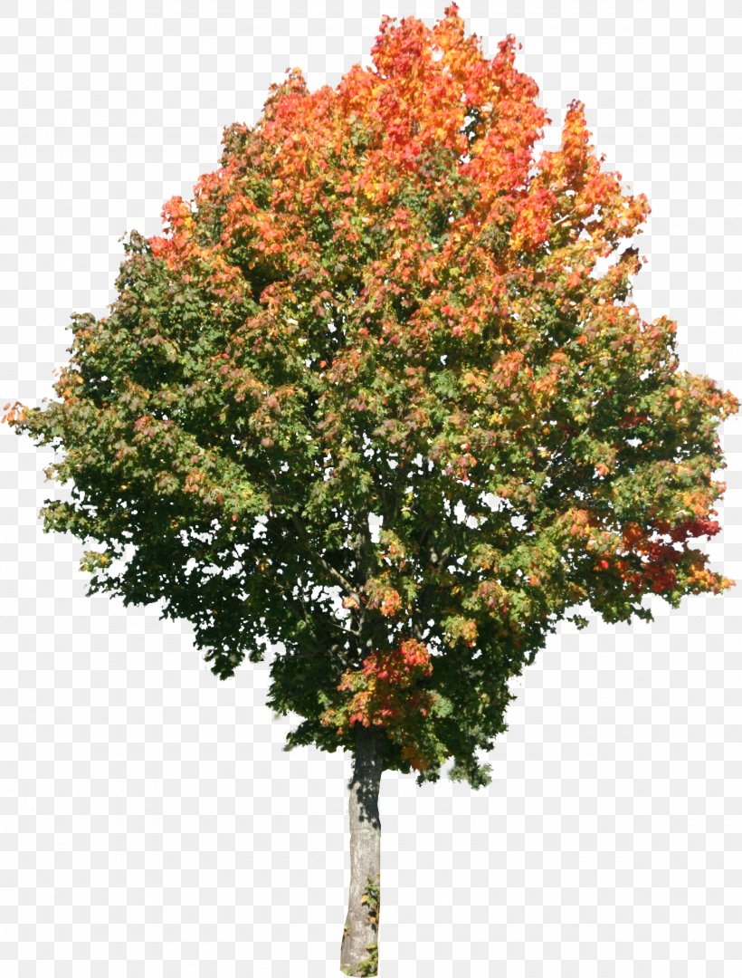 Tree Maple Texture Mapping 3D Computer Graphics, PNG, 2360x3110px, 3d Computer Graphics, Tree, Branch, Evergreen, Fir Download Free