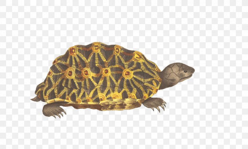 Turtle Reptile Geometric Tortoise Animal, PNG, 960x579px, Turtle, Animal, Box Turtle, Chelydridae, Common Snapping Turtle Download Free