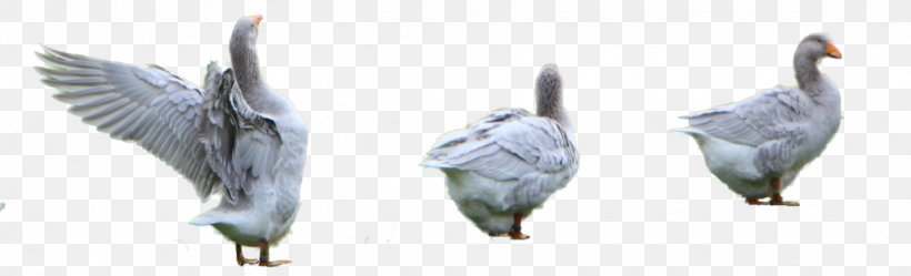 Beak Goose Cygnini Duck Bird, PNG, 1024x312px, Beak, Anatidae, Animal, Animal Figure, Bird Download Free