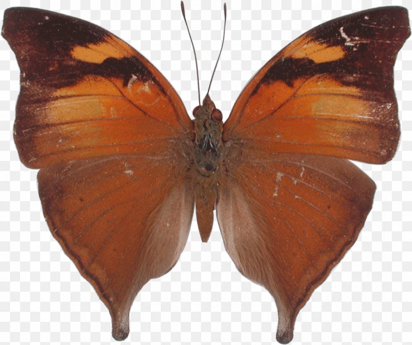Butterfly Kallima Inachus Doleschallia Bisaltide Leaf, PNG, 1084x907px, Butterfly, Arthropod, Autumn, Brush Footed Butterfly, Doleschallia Download Free