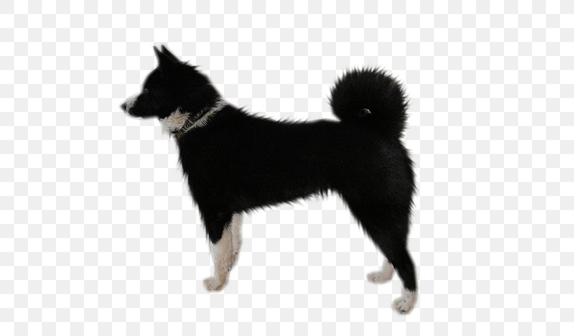 Dog Breed East Siberian Laika Norwegian Buhund West Siberian Laika Russo-European Laika, PNG, 640x480px, Dog Breed, Carnivoran, Dog, Dog Breed Group, Dog Like Mammal Download Free