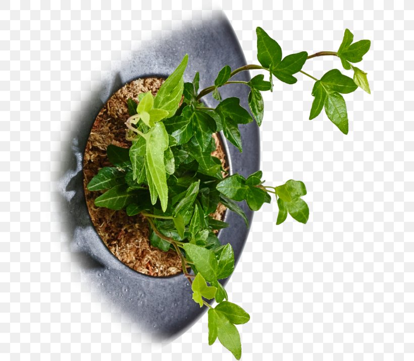 Herb Germany Common Ivy Flowerpot Spring Greens, PNG, 650x716px, Herb, Common Ivy, Flower Box, Flowerpot, Germany Download Free