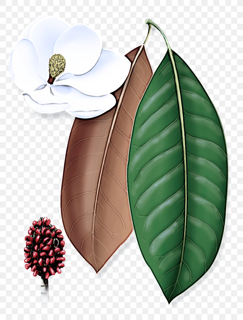 Leaf Plant Flower Tree Anthurium, PNG, 805x1080px, Leaf, Anthurium, Flower, Flowering Plant, Plant Download Free