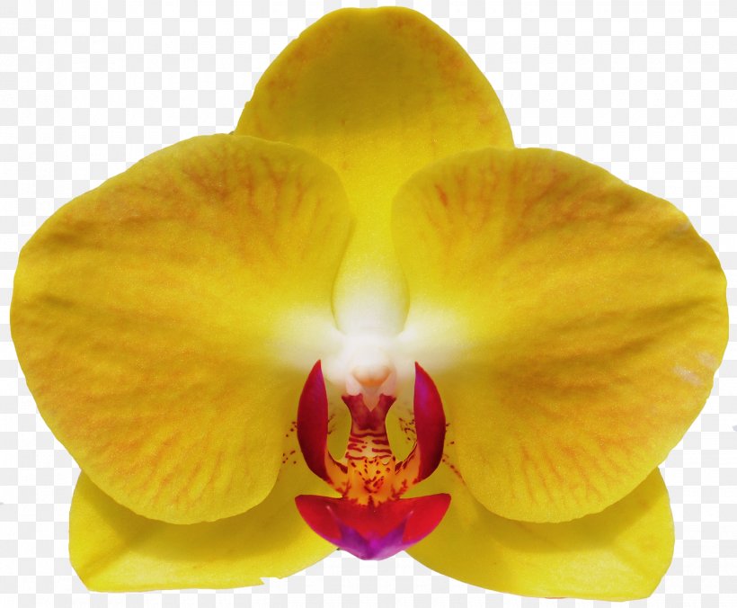 Moth Orchids Cattleya Orchids Close-up, PNG, 1440x1188px, Moth Orchids, Cattleya, Cattleya Orchids, Closeup, Flower Download Free