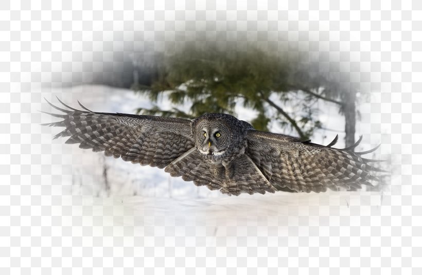 Owl Bird Of Prey Sky Flying Flight, PNG, 800x535px, Owl, Android, Beak, Bird, Bird Flight Download Free