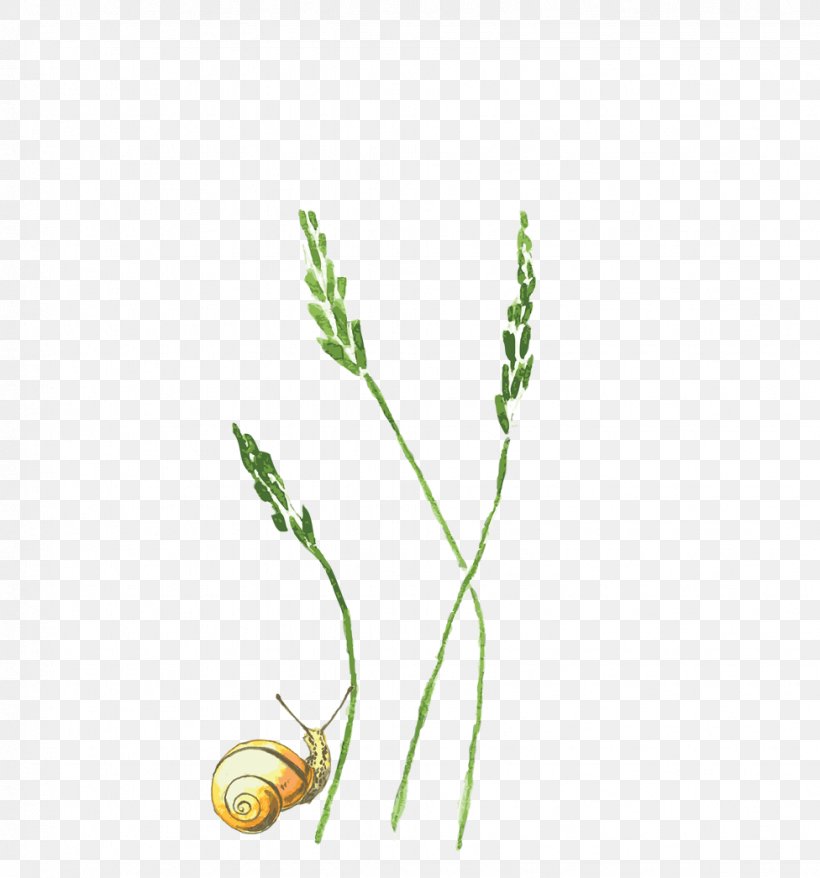 Plant Grasses, PNG, 976x1046px, Plant, Branch, Flora, Floral Design, Flower Download Free