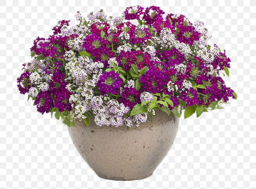 Vervain Flowerpot Garden Floristry, PNG, 736x605px, Vervain, Alisons, Alyssum, Annual Plant, Calibrachoa Download Free