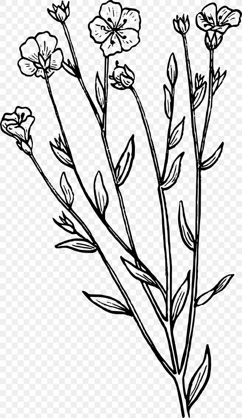Biology Botany Drawing Clip Art, PNG, 1112x1920px, Biology, Black And White, Botany, Branch, Coloring Book Download Free