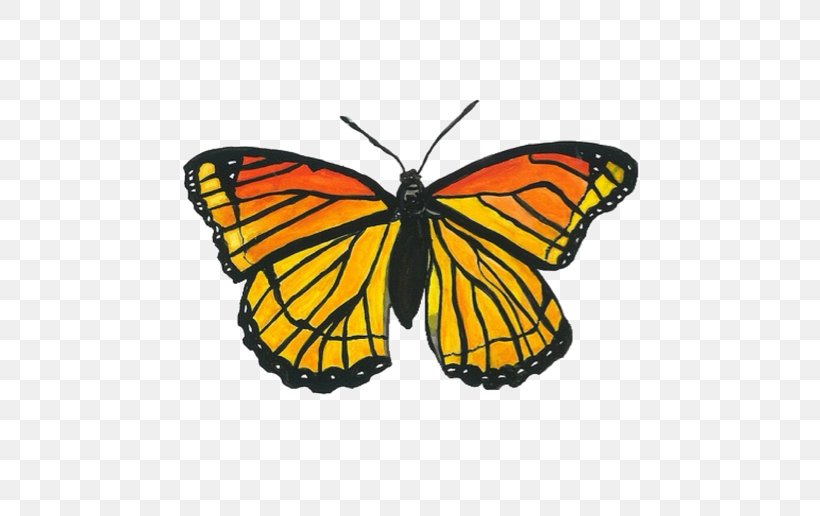 Monarch Butterfly Transparency And Translucency Pieridae, PNG, 548x516px, Monarch Butterfly, Arthropod, Brush Footed Butterfly, Butterfly, Drawing Download Free