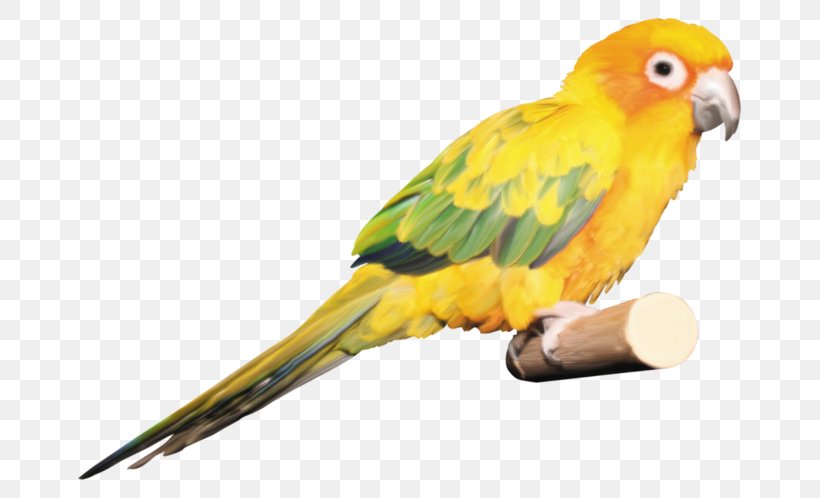 Budgerigar Lovebird Parrot Macaw, PNG, 699x498px, Budgerigar, Amazon Parrot, Animal, Beak, Bird Download Free