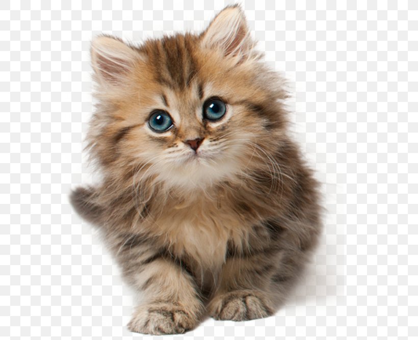 Cat Kitten Cuteness Clip Art, PNG, 629x667px, Cat, American Curl, Asian, Asian Semi Longhair, Big Cat Download Free