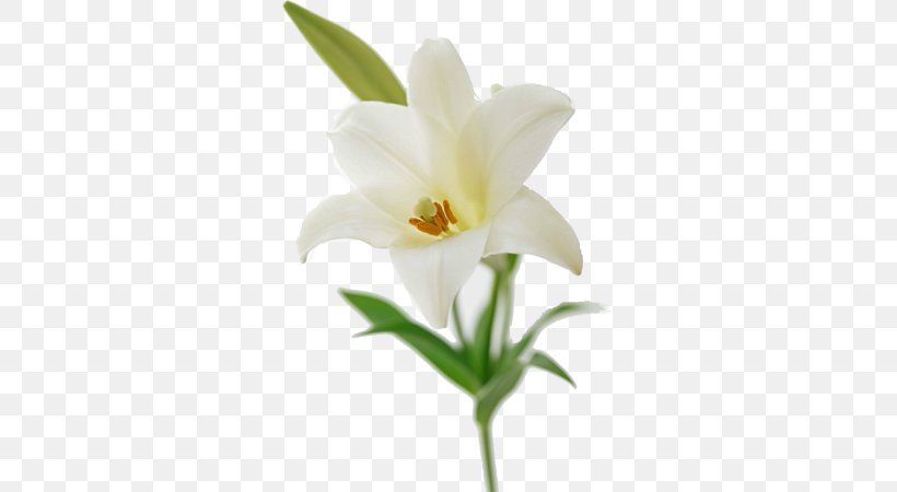 Easter Lily Flower Bouquet Lilium Brownii Lilies, PNG, 600x450px, Easter Lily, Cut Flowers, Flower, Flower Bouquet, Flowering Plant Download Free