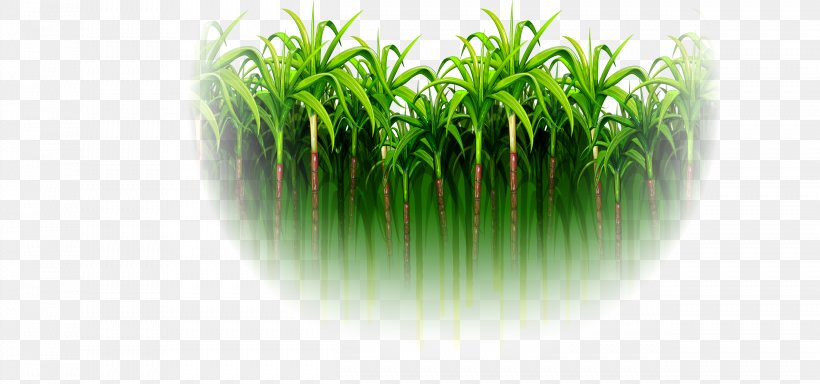 Sugarcane, PNG, 2501x1173px, Sugarcane, Flowerpot, Grass, Grass Family, Green Download Free