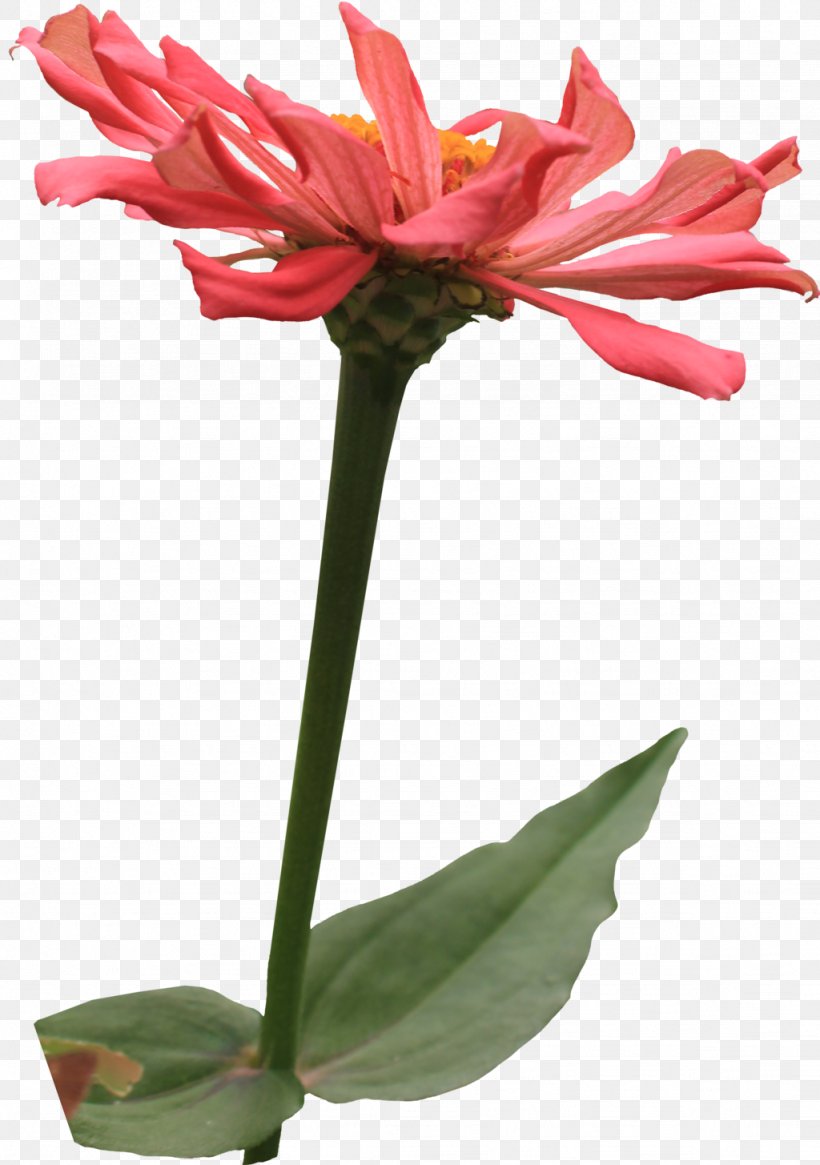 Flowering Plant Zinnia Cactaceae, PNG, 1024x1455px, Flower, Amaryllis Belladonna, Amaryllis Family, Cactaceae, Cut Flowers Download Free